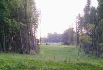 Tree-lined rural landscape erosion control